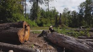 Best Tree and Shrub Care  in Sherrelwood, CO