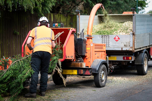 Best Tree Maintenance Programs  in Sherrelwood, CO