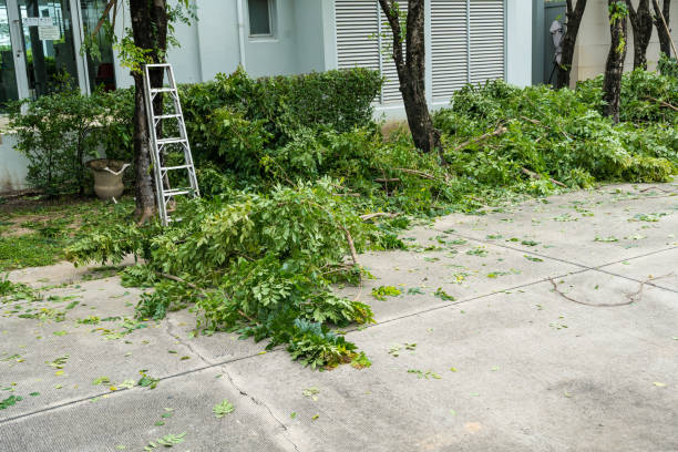 Best Tree Preservation Services  in Sherrelwood, CO