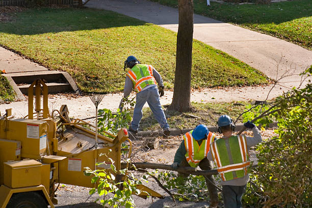 Best Tree Health Inspection  in Sherrelwood, CO