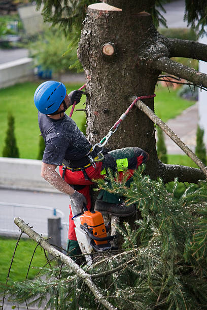 Best Lawn Renovation and Restoration  in Sherrelwood, CO