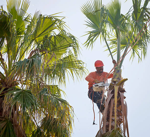  Sherrelwood, CO Tree Services Pros