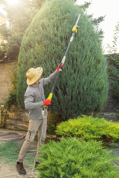 Best Tree Mulching  in Sherrelwood, CO