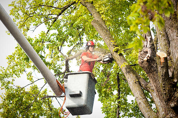 Best Tree Removal  in Sherrelwood, CO